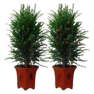 红豆杉树苗大树公母正宗南方名贵树庭院阳台地栽盆栽盆景绿植花卉