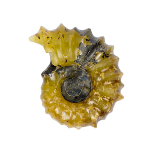 天然原石标本古生物羊角螺化石海螺玉化螺海洋菊石石头家居摆件