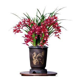 翁源兰花喜花里大花蕙兰紫元素韩国小姐月下含羞浓香客厅阳台好养