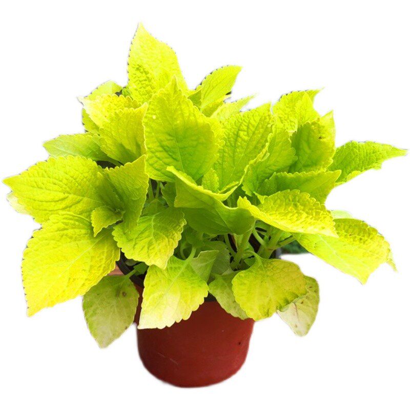 绿植独杆大苗庭院包邮黄金香柳