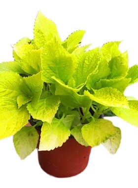 绿植独杆大苗庭院包邮黄金香柳