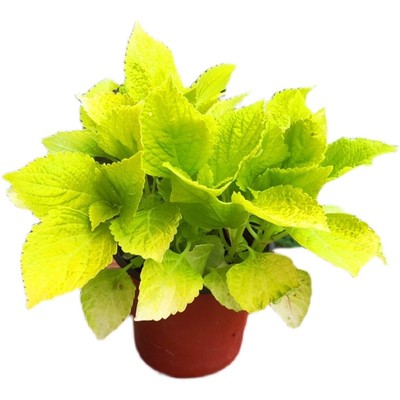 绿植独杆大苗庭院包邮黄金香柳