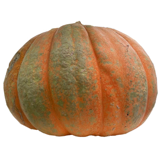 美国巨型南瓜种孑高产特大大南瓜种籽大全奶油香芋贝贝南瓜种子