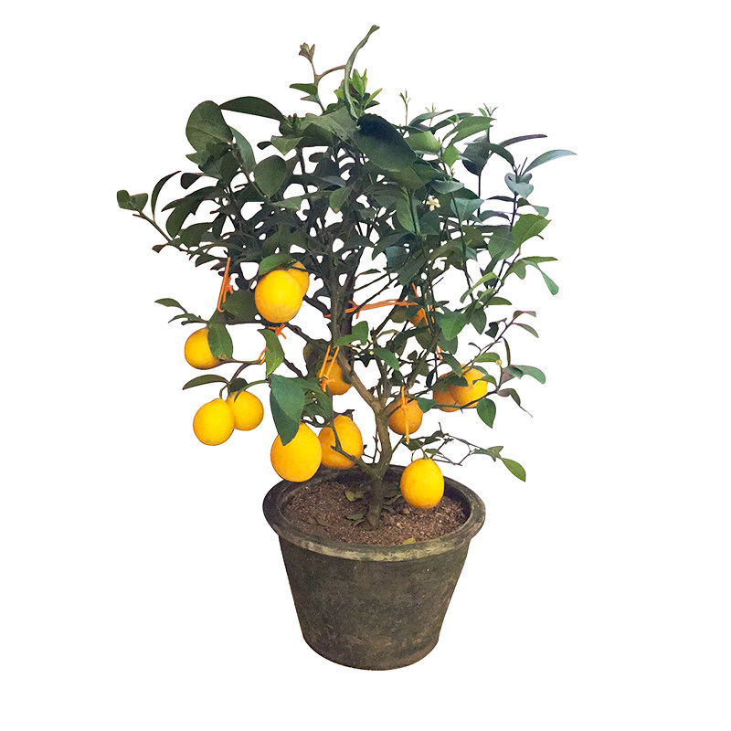 满屋都是柠檬香带花带果柠檬树