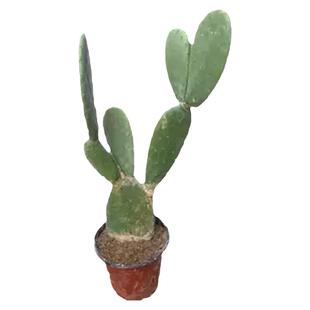 食用仙人掌花果苗药用仙人掌盆栽无刺带根可种植老桩多肉灌肤专用