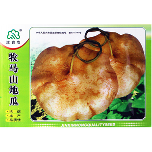 牧马山地瓜种子 特早熟地瓜 沙葛凉薯土瓜种子 即可生食也可炒菜