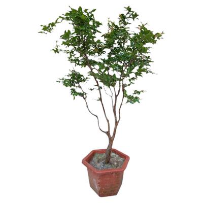 台湾沙巴嘉宝果两季树高大果多