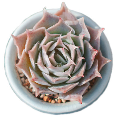 【一物一拍】蓝丝绒薄叶多肉植物