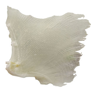 海狗翅深海特产淡干天狗鱼翅软骨滋补鱼鳍骨煲汤鱼翅海鲜食材干货