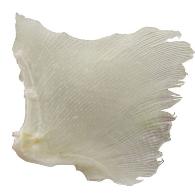 海狗浦鱼翅深海特产淡干天狗鱼翅