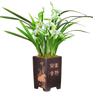 素心建兰夏带花青山玉泉四季兰花苗室内耐阴好养绿植浓香花卉盆栽