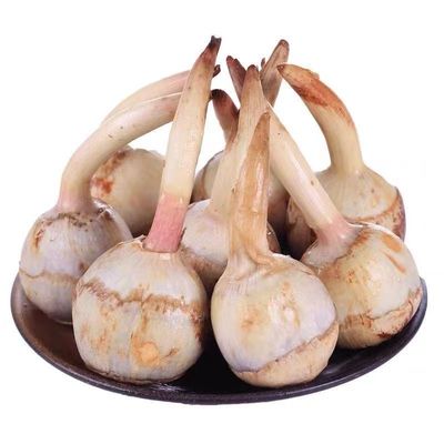 云南蓝茨菇燕尾5斤新鲜蔬菜