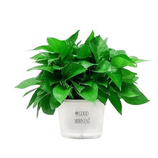 绿萝盆栽花卉植物室内吸甲醛净化空气长藤垂吊兰绿箩水培绿植阳台