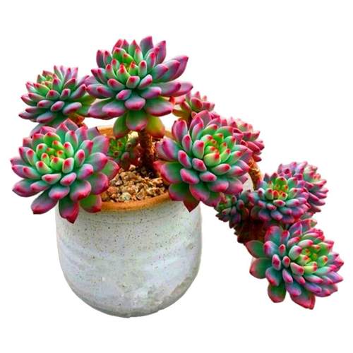 蓝苹果群生老桩多肉组合植物清仓多头大株超大阳台室内办公室盆栽