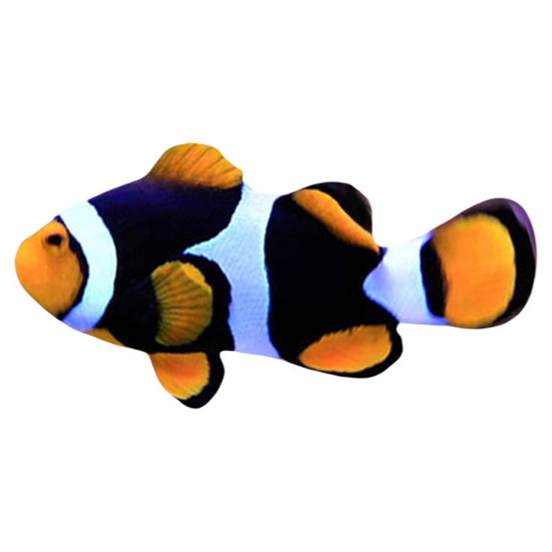 巴東公子全黑背心雙帶金透紅黑豹小丑魚尼莫海水魚活體觀賞魚