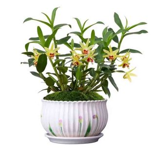 正宗红杆软脚铁皮石斛苗花卉仿真绿植室内盆栽无土植物纯木屑种植