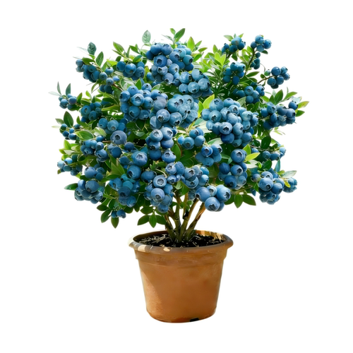 蓝莓树果苗盆栽带果发货特大号南北方种植正宗四季蓝莓盆栽果树苗