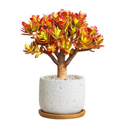 一眼爱上！鲜艳美丽的姬红花月