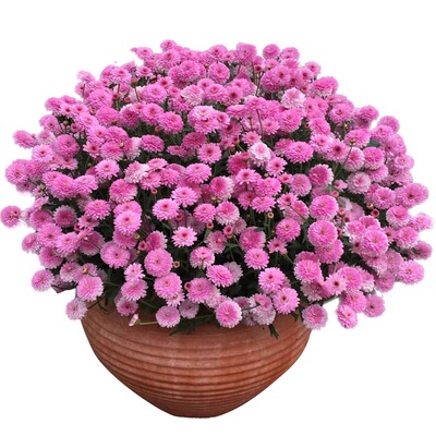 玛格丽特室外耐寒小雏菊包邮