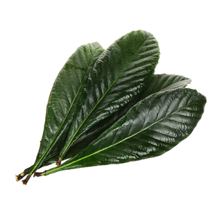 新鲜当天现摘枇杷叶非野生琵琶树叶中药材孕妈宝宝老叶子煲汤100g