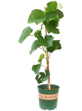 无籽水晶葡萄树苗盆栽当年结果