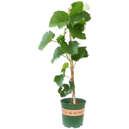 水晶葡萄树苗爬藤葡萄树苗庭院盆栽无籽水晶葡萄苗南北方当年结果