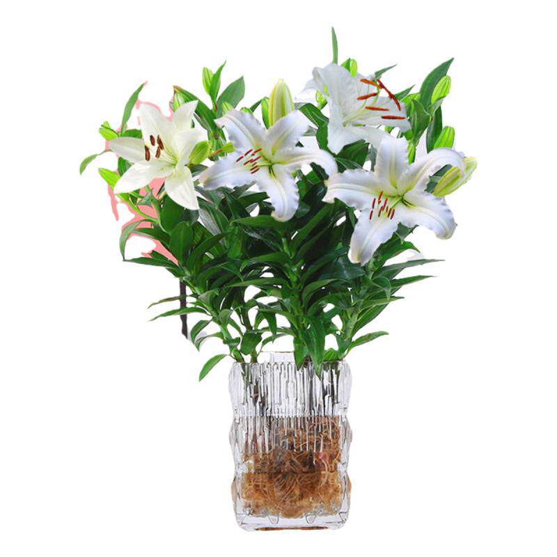 水培植物香水百合树盆栽带花苞室内客厅花卉水养插花花束年宵花