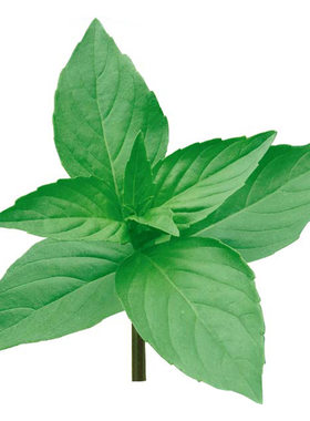 兰草种植盆栽荆芥寿禾四季
