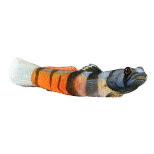 原生溪吻虾虎鱼冷水观赏鱼子陵白面黄唇纹腮黏皮溪流吻虾虎活体鱼