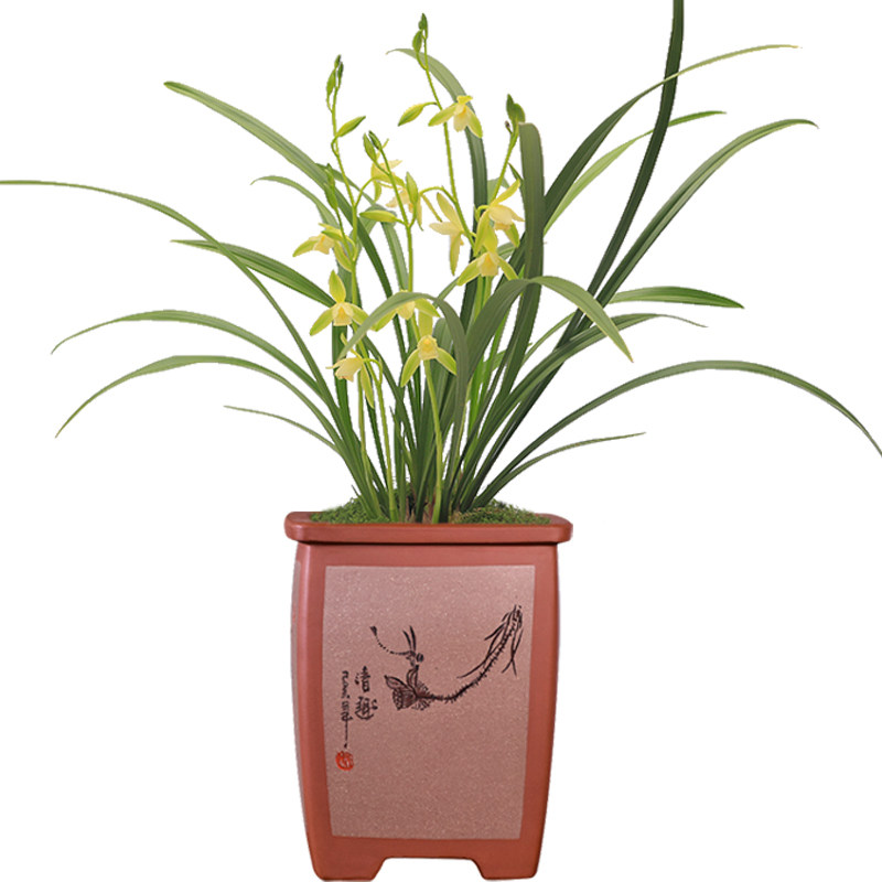 朱德素四季兰花基地直销
