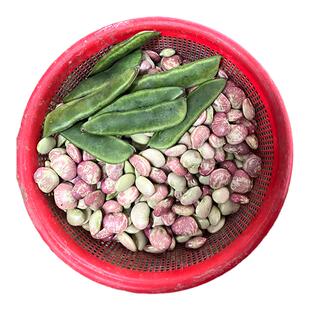 广西桂林新鲜荷包带壳发货豆花豆大肾豆桂林特产大荷包豆煲汤焖煮