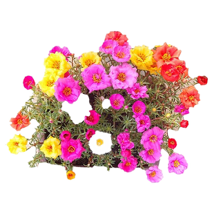 重瓣松叶牡丹种籽混色花种子太阳花四季开花阳台盆栽易种易活花卉