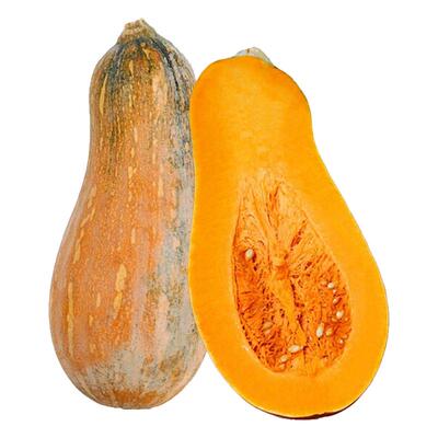 蜜本南瓜苗带土直发半成品盆栽