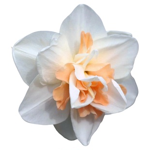 洋水仙种球糖果进口单重瓣花种子球根植物多年生土培盆栽花球虹越