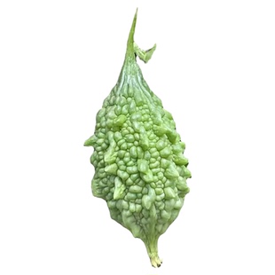 云南网红迷你野生山苦瓜鲜果新鲜现摘小苦瓜炖汤清炒凉拌金铃子