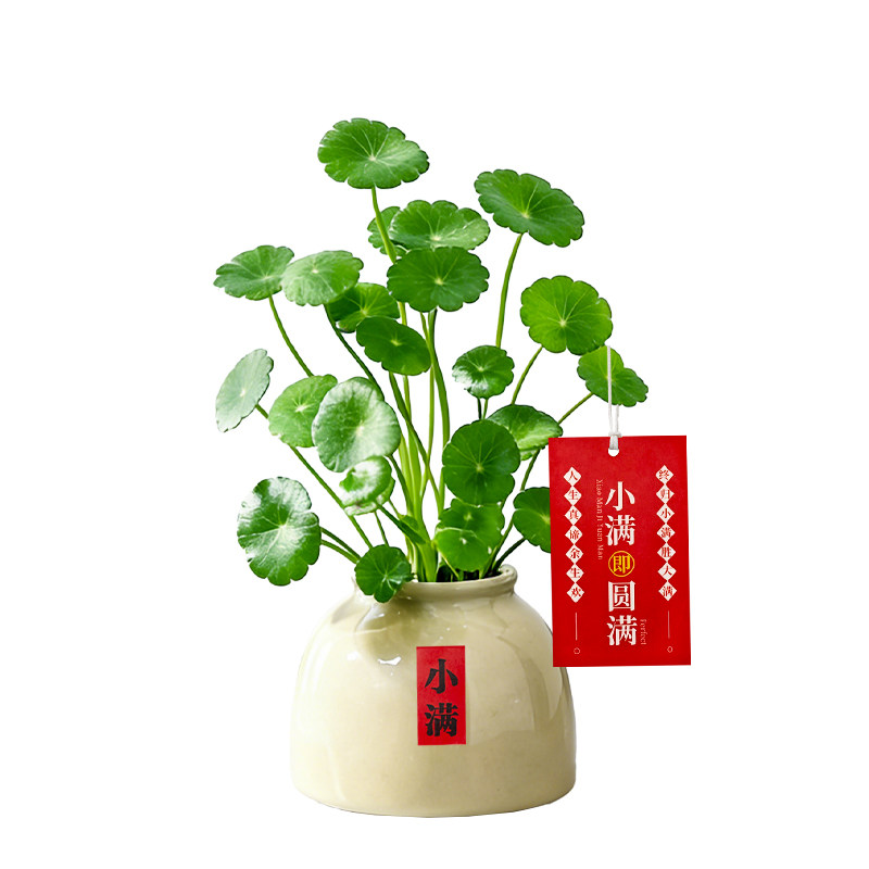 团团圆圆财源滚滚来四季常青
