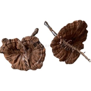 紫灵芝梅州客家深山采摘仿野生长柄含孢子粉灵芝不苦整枝500g包邮