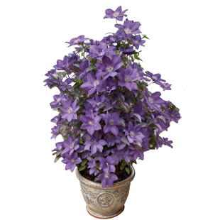 乌托邦铁线莲爬藤植物倒影苹果花铃铛阳台庭院别墅花卉四季盆栽