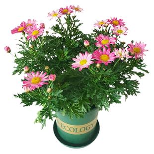 玛格丽特花苗盆栽菊花阳台窗台花园庭院植物开花机器带花成品发货