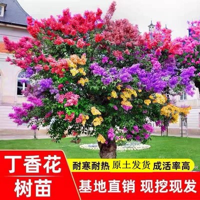 丁香花树苗园林绿化庭院风景树花木树木花卉别墅院子观赏地栽室外