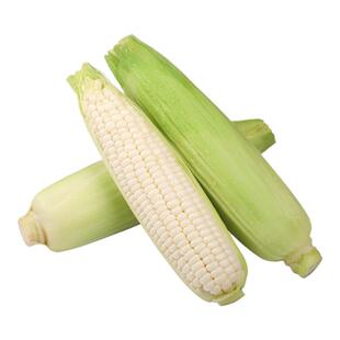 白糯粘甜玉米孑糯米甜糯水果玉米种子种籽高产杂交寿禾种业糯玉米