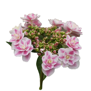 海蒂的花园绣球花雨中曲大花平顶绣球八仙花阳台庭院露台花卉盆栽