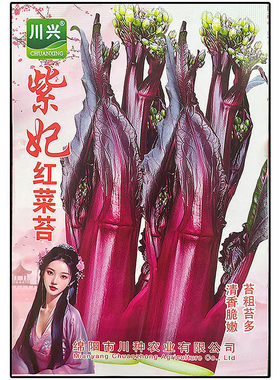 红菜苔薹头紫蔬菜种子籽苔粗苔多