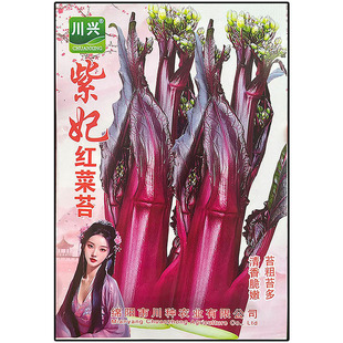 红菜苔薹头别名紫蔬菜种子籽仔孑薹红油菜薹苔粗苔多秋冬阳台地上