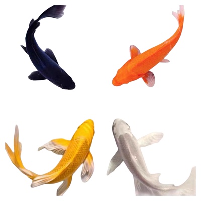 黑金锦鲤鱼活体包活到家（龙凤）白金黄金锦鲤冷水观赏鱼鹦鹉红草