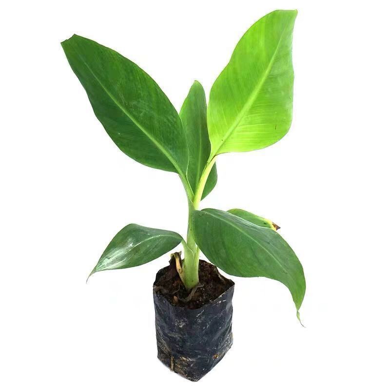 香蕉苗树矮化粉蕉苗当年结果南北