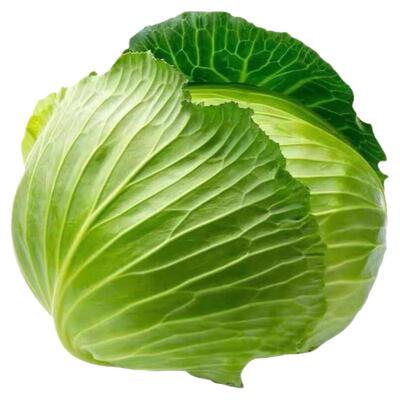 黄心甘蓝苗秧苗春秋季蔬菜种子苗