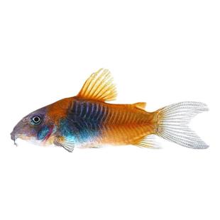 委内瑞拉青鼠鱼小型老鼠热带观赏鱼淡水委青鼠黑鼠蓝鼠尼青鼠活体