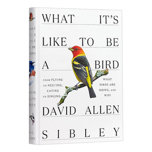何以为鸟 英文原版 精装 What It's Like to Be a Bird 西布利的鸟类世界 观鸟指南 David Allen Sibley 英文版 进口英语书籍