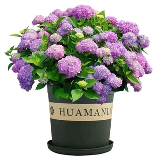 重瓣绣球花种子四季开花易活室内外花卉盆栽植物种孑庭院花种籽子